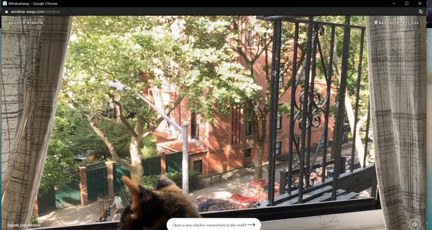 미국 뉴욕 브루클린에서 삼색이 고양이와 함께 사는 메건의 창문.