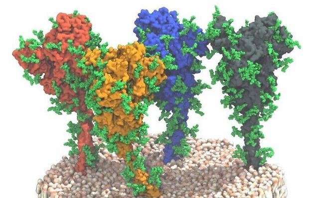 코로나19 바이러스 표면에 솟아 있는 돌기(스파이크)단백질. 표면을 둘러싸고 있는 물질(녹색)이 당 분자 사슬이다.