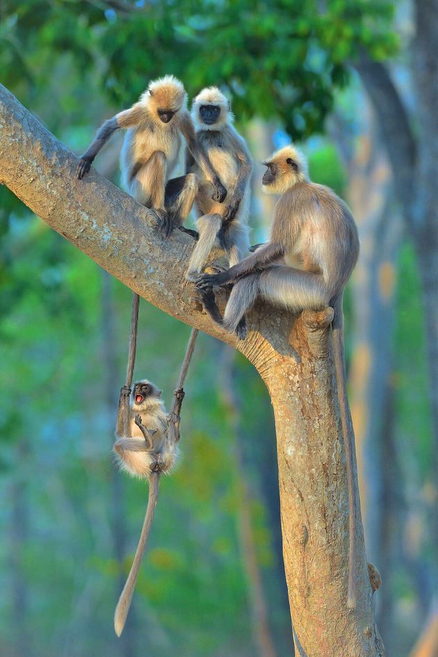 제목 : 모든 세대의 즐거움 (Fun For All Ages) / 인도 카비니, 랑구르(인도산 원숭이)
