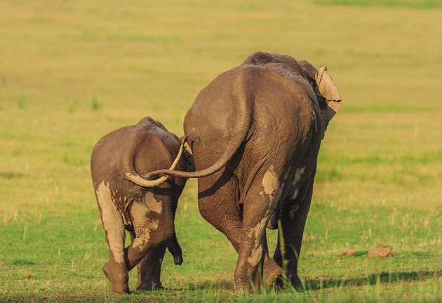 제목 : 엄마나 딸이나 (Like Mother Like Daughter) / 인도 코벳 국립공원, 아시아 코끼리