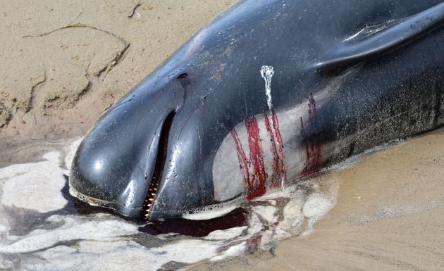 24일(현지시각) 태즈매이니아 해안서 죽은 채 발견된 고래 