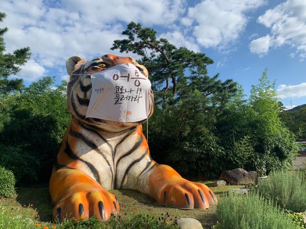 (자료사진) 경기도 과천시 서울대공원 동물원 정문에 설치된 호랑이상에 대형 마스크가 씌워져 있다. 2020.9.23