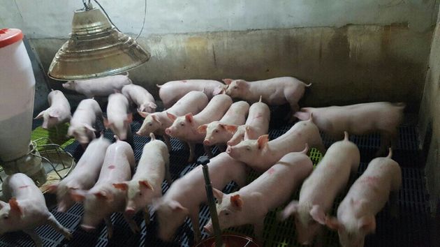 (자료사진) 9일 오전 전남 장성군 돼지농가에서 새끼돼지들이 무리지어 있다. 2019.11.9