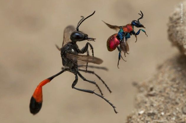 프랑스 사진가 프랑크 디샨돌의 수상작인 ‘두 마리 말벌’. 기생벌의 일종인 나나니(왼쪽)와 다른 말벌에 탁란하는 뻐꾸기말벌을 담았다. 프랑크 디샨돌