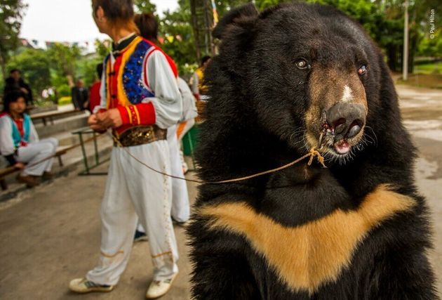 영국 사진가 폴 힐튼의 수상작은 중국 광시족자치구 놀이공원에서 찍은 눈먼 반달곰을 이용한 관광을 담았다. 곰에 대한 고문이 분명하다. 폴 힐턴