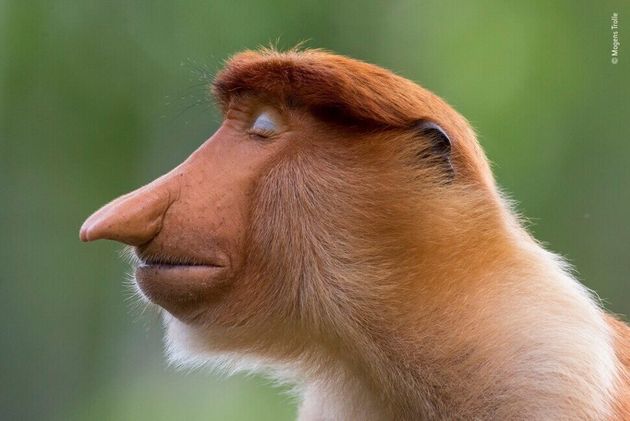 수상작으로 뽑힌 덴마크 사진가 모겐스 트롤레의 ‘포즈’는 명상에 잠긴 듯한 코주부원숭이를 담았다. 모겐스 트롤레
