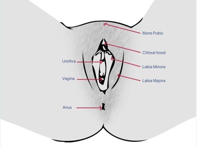 여성의 성기: 치구: 여성의 치골결합의 피부융기(Mons pubis), 대음순(Labia majora), 소음순(Labia minora), 클리토리스 덮개(음핵/ Clitorial hood), 요도(Urethra)와 질(Vagina), 항문(Anus)