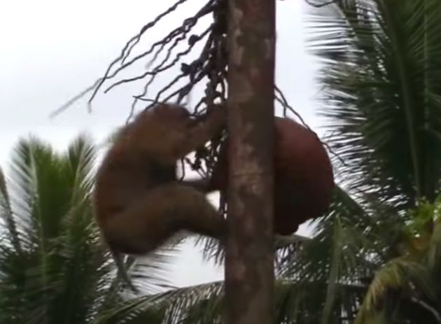 PETA에 따르면, 태국의 원숭이들은 코코넛을 수확하도록 강요 받고 있다.