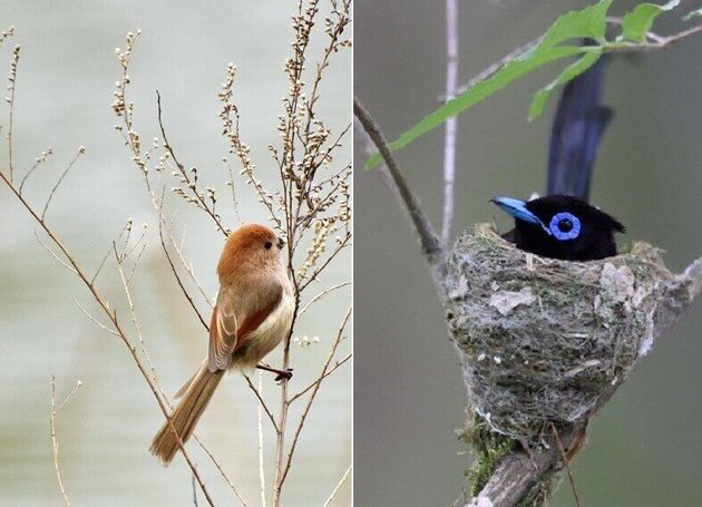 눈이 작은 뱁새(왼쪽)는 밝은 개활지에 살고 눈이 큰 긴꼬리딱새는 깊은 숲 속에 산다. 클립아트코리아(왼쪽), 윤순영 제공.
