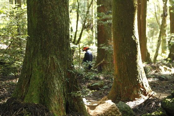 피톤치드 가득한 서귀포치유의숲