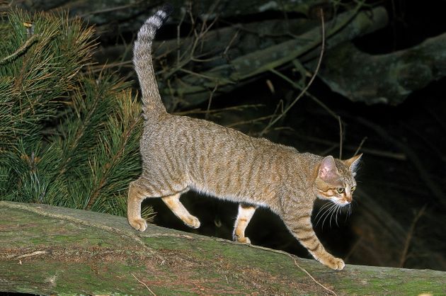 칼라하리 사막의 아프리카 야생 고양이