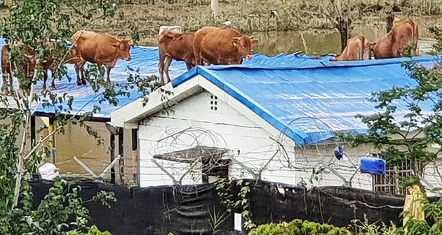 8월 9일 오전 섬진강 범람으로 침수된 전남 구례군 구례읍 양정마을의 한 축사 위 지붕으로 소들이 올라가 있다.