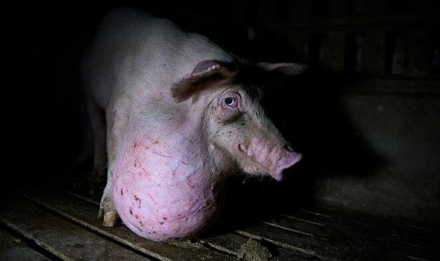 유럽 내 최대 돼지고기 생산국 중 하나인 스페인에서 돼지가 열악한 환경에서 사육되고 있다는 폭로가 나왔다. 사진은 목에 종양이 생겨 앉지도 못하는 카스티야라만차 한 농가의 돼지.