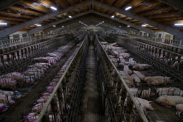 스페인 내에서 사육되는 돼지의 수는 약 5000만 마리로, 유럽 전체 내애서 가장 많다.