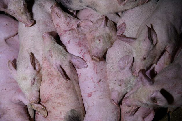 이들이 잠입한 농가의 돼지들은 EU가 금지한 단미수술이 되어 있었다.