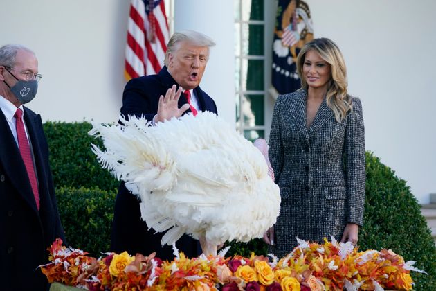 도널드 트럼프 미국 대통령이 백악관의 추수감사절 전통 이벤트인 '칠면조 사면식'을 거행하고 있다. 이날 사면식에서는 '콘(Corn)'이라는 이름이 붙여진 칠면조가 사면됐다. 2020년 11월24일.
