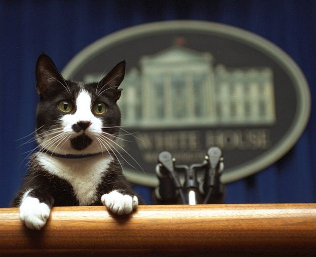 빌 클린턴 전 대통령 가족이 백악관에서 키웠던 고양이. 이름은 '삭스(Socks)'다.