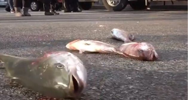 경남어류양식협회는 지난달 27일 서울 여의도 상경집회에서 정부의 일본산 활어 수입에 반대하며 방어, 참돔을 바닥에 던져 질식사 시키는 집회를 벌였다.
