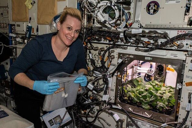 나사 우주비행사 케이트 루빈스가 무를 수확하기 전인 11월27일 재배 상태를 살펴보고 있다.