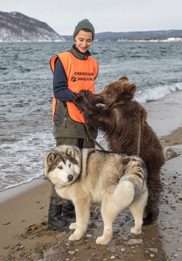 시베리아 동물원 직원 다리아 트리포노바가 안드레이카, 롬미와 함께 산책 중이다.