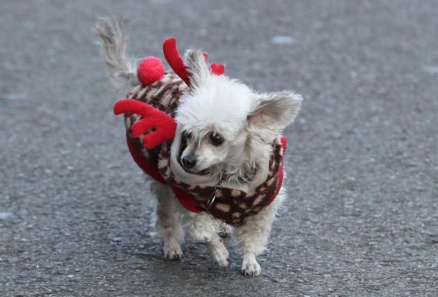 크리스마스를 닷새 앞둔 20일 서울 동대문구 창신동 문구거리에서 산타 복장을 한 강아지가 지나가고 있다. 2020.12.20