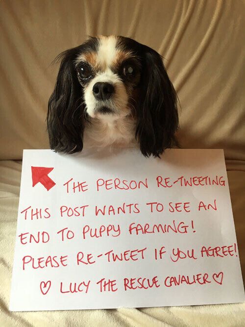 2013년 영국 웨일스의 강아지 번식장에서 구조된 개 ‘루시’는 영국의 6개월령 이하 강아지·고양이 펫숍 판매 금지 법안을 이끄는 데 큰 영향을 미쳤다.