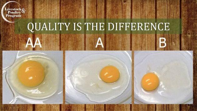 계란 노른자에 핏자국과 고기자국, 쌍란 먹어도 안전할까 : 전문가에게 물었다