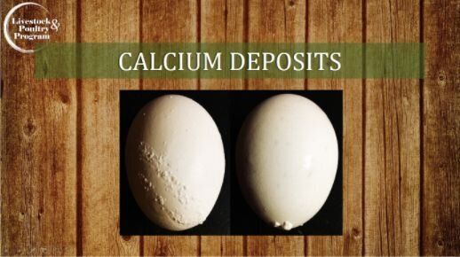 계란 노른자에 핏자국과 고기자국, 쌍란 먹어도 안전할까 : 전문가에게 물었다