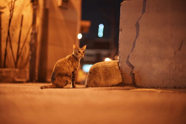 밤마다 동네를 돌아다니는 서울 길고양이 사진