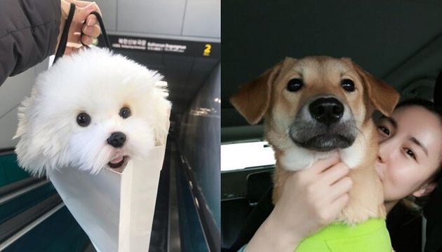 네티즌들 놀라게 한 간미연의 '강아지 인형'(왼쪽), 과거 강아지 임시보호 및 해외이동봉사를 했던 간미연 모습(오른쪽) 