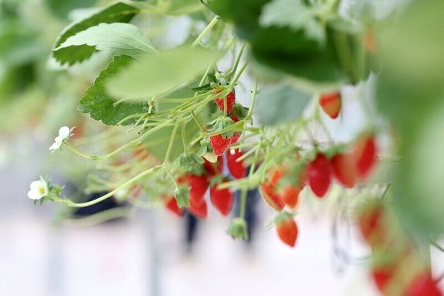 자동화 시스템이 구축된 온실에서 재배된 딸기.