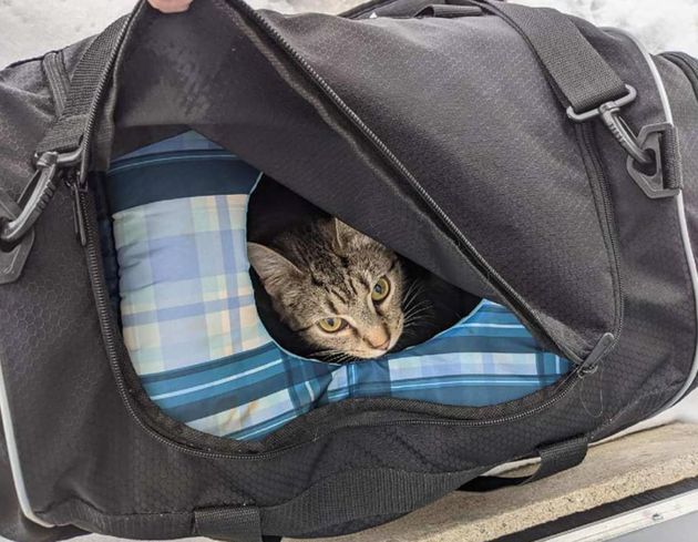 가방 속에서 엄마 고양이가 모습을 드러냈다.