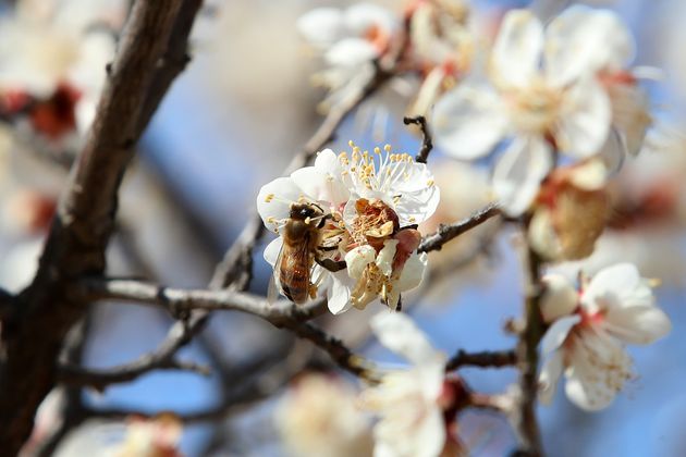 대구의 낮 기온이 20도를 넘어 완연한 봄 날씨를 보인 21일 오후 대구의 한 주택가 활짝 핀 매화에 꿀벌이 날아들어 부지런히 꿀을 따고 있다.