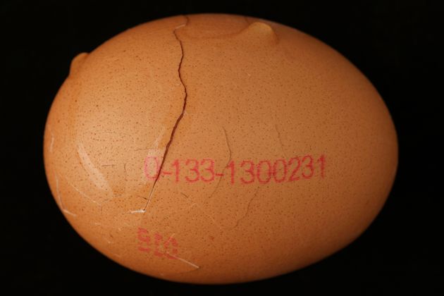 달걀 자료 사진 