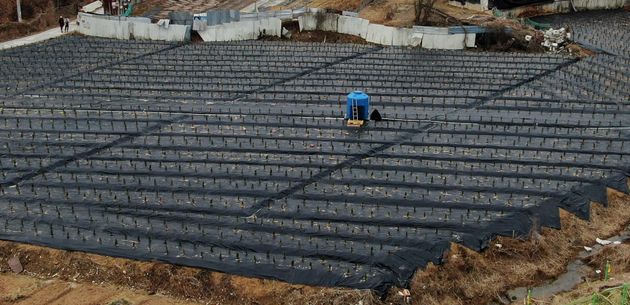 LH직원들이 사들인 뒤 묘목을 심어 놓은 경기도 시흥시 과림동 소재 농지의 모습.  