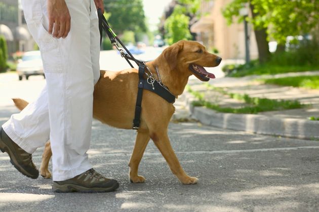 시각장애인이 안내견과 함께 걷고 있다. 개들은 쉽게 지저분해질 것 같은 발을 부지런히 항균성 침으로 핥아 감염을 막는다
