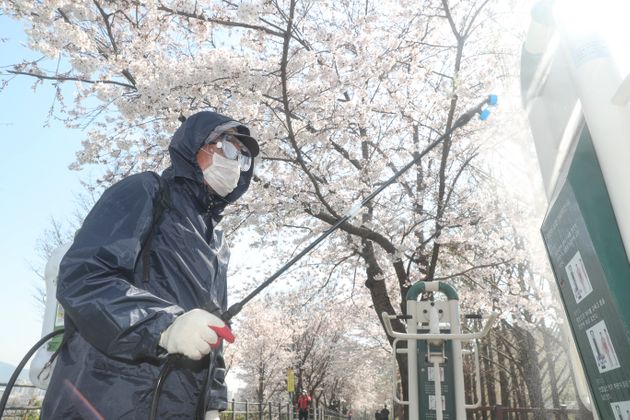 성동구청 관계자가 31일 오전 벚꽃이 만개한 송정제방 산책로를 방역소독하고 있다. 2020.3.31