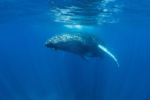 대형 고래는 바다 표면에서 통나무처럼 떠 있거나 수중에서 표류하며 잠을 잔다. 혹등고래가 수심 11m에서 잠을 자는 모습이 확인됐다.