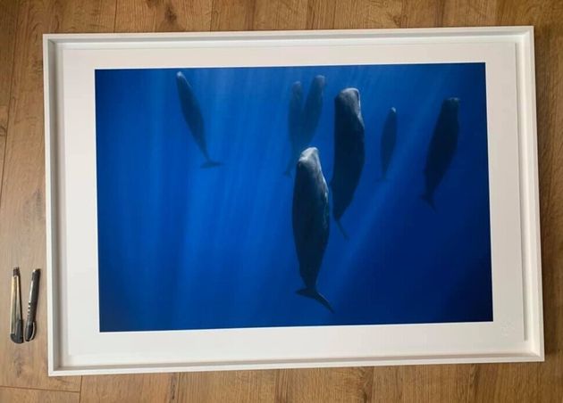 향고래는 선 자세로 무리 지어 물속에서 잔다는 사실이 2000년 발견됐다. 사진은 2017년 지중해에서 잠자는 향고래 무리를 프랑스 사진가 스테파니 그란소토가 촬영한 것이다.