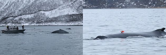 고베대 연구진이 노르웨이 해안에서 혹등고래의 등에 초광각 비디오카메라를 단 데이터 로거를 부착하고 있다.