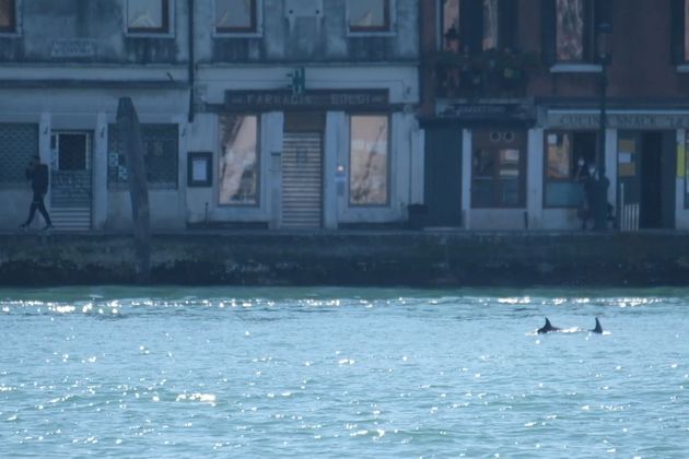베네치아 운하에 나타난 돌고래 두 마리
