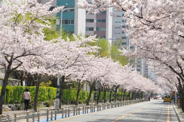 서울에 첫 벚꽃이 이미 폈다. 바로 어제(24일)다. 벚꽃 관측 99년 만에 가장 빠른 시점이다. 