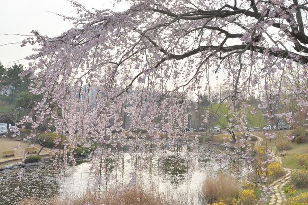 서울에 첫 벚꽃이 이미 폈다. 바로 어제(24일)다. 벚꽃 관측 99년 만에 가장 빠른 시점이다. 