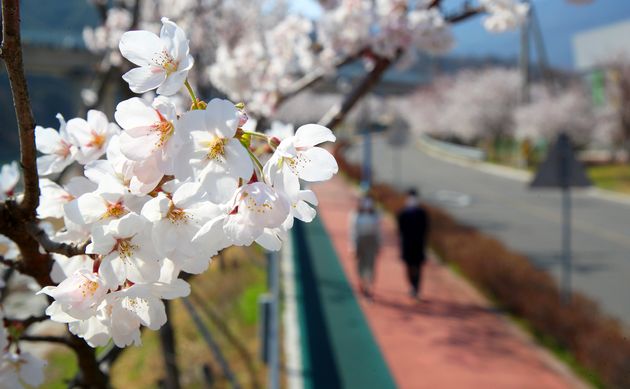 26일 경남 산청군 산청읍 항노화산들길 중 ‘느림의 길’ 구간에 벚꽃이 만개해 있다. 
