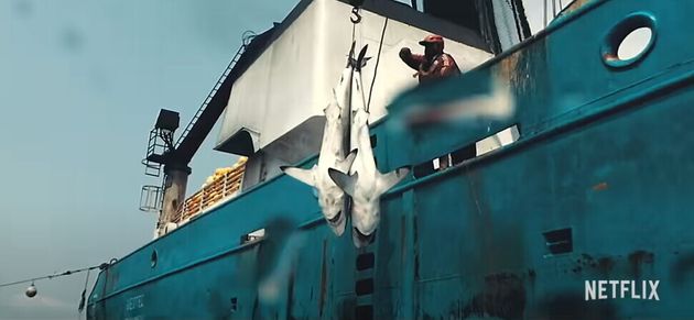 상업적 어업이 어떻게 해양 생태계에 영향을 미치는지 파헤친 다큐 ‘씨스피라시’가 지난 24일 개봉했다.