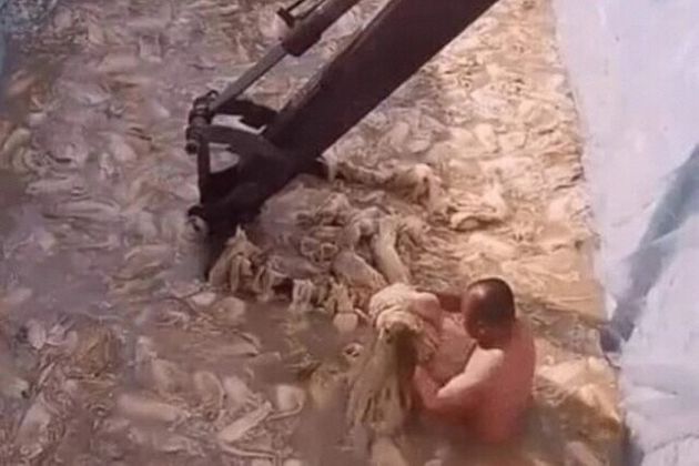 한 중국인이 알몸 상태에서 배추를 절이고 있다.