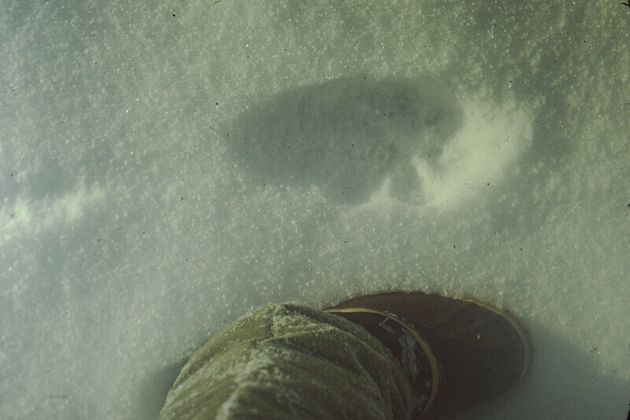 눈밭에 찍힌 캐나다 스라소니의 발자국. 환경디엔에이 연구자들은 이 눈 속에서 동물의 유전정보를 검출한다.