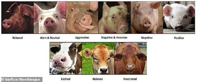 연구진이 분류한 소와 돼지의 얼굴에 나타난 9가지 감정.