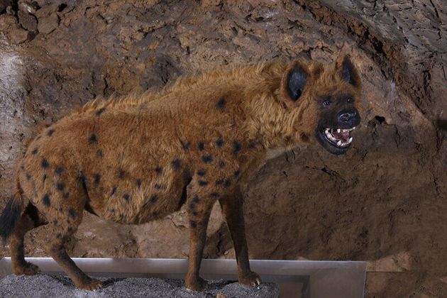 지금은 멸종된 빙하시대 유럽의 동굴 하이에나 재현품. 오늘날의 하이에나보다 덩치가 훨씬 크다.