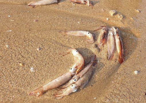 '지진과 연결 짓는 것은 과학적 근거가 부족' : 포항 앞바다 오징어 수천 마리 폐사 사태를 전문가들이 분석했다.